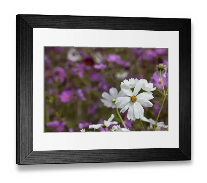 Framed Print : USA, Oregon, Silverton, flowers being grown agriculturally