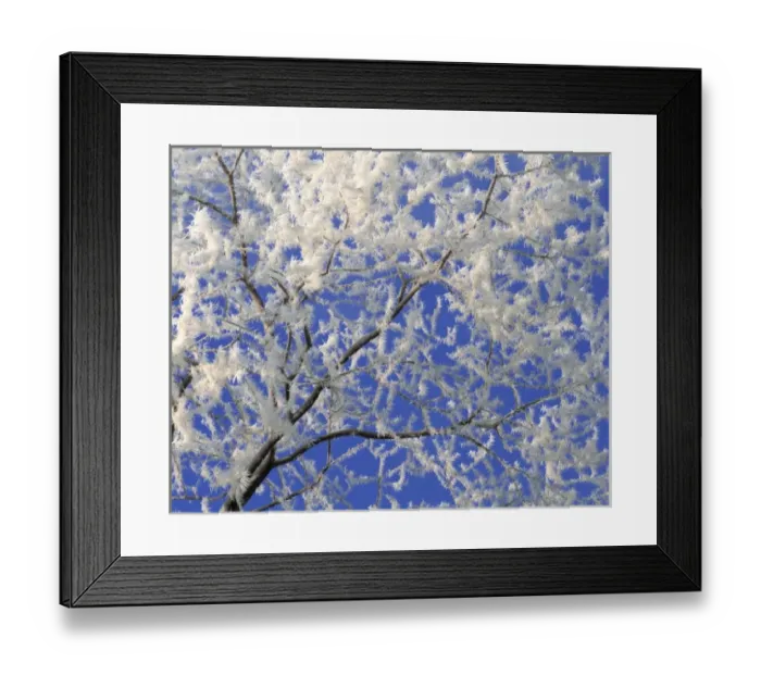 Framed Print : USA, Oregon, Bend. Hoar frost accentuates the dendritic branch pattern of an apple