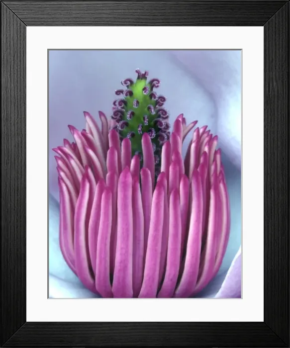 Framed Print : USA, Oregon, Close-up of center of magnolia blossom Framed Print : USA, Oregon, Close-up of center of magnolia blossom