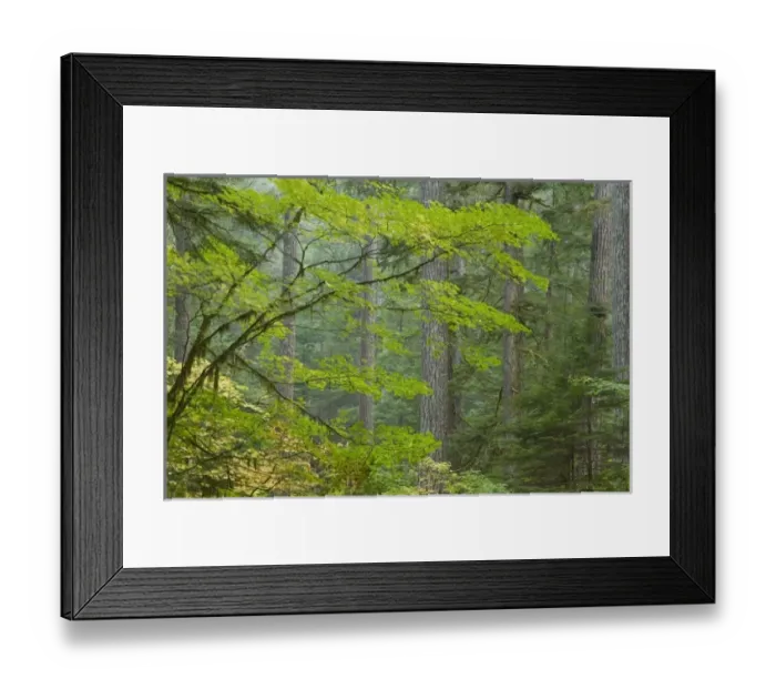 Framed Print : USA, North America, Washington Framed Print : USA, North America, Washington