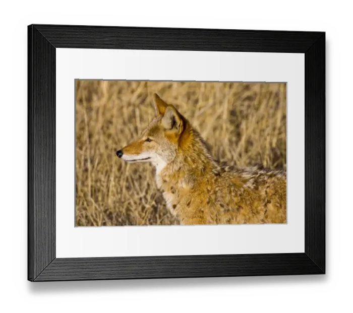 Framed Print : USA, North America, New Mexico