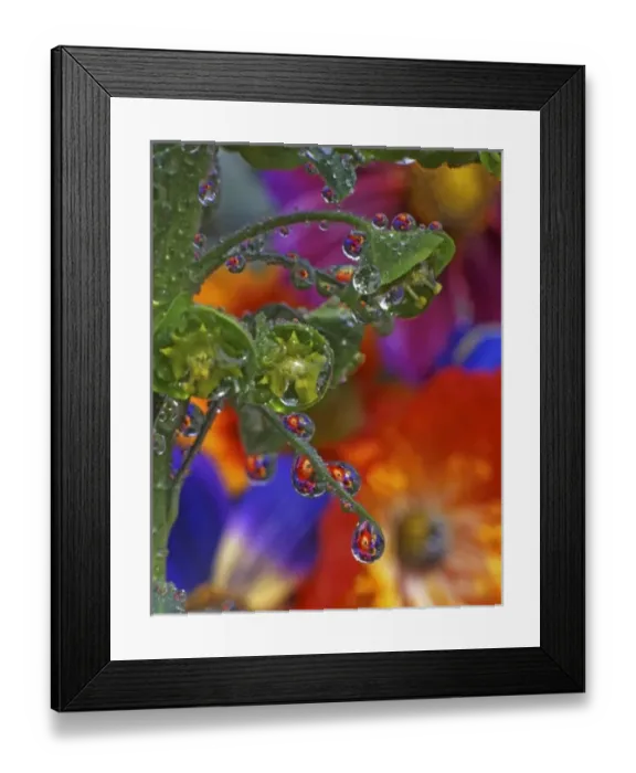 Framed Print : USA, Oregon, Multnomah County. Garden flowers reflect in dewdrops clinging to euphorbia plant Framed Print : USA, Oregon, Multnomah County. Garden flowers reflect in dewdrops clinging to euphorbia plant