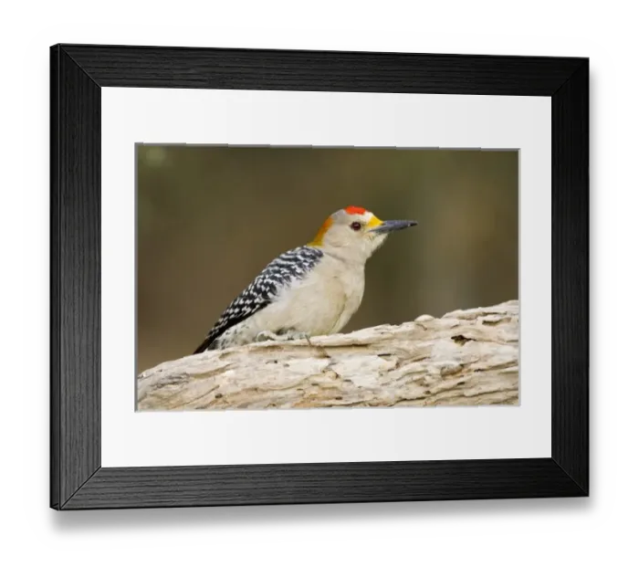 Framed Print : USA, North America, Texas Framed Print : USA, North America, Texas