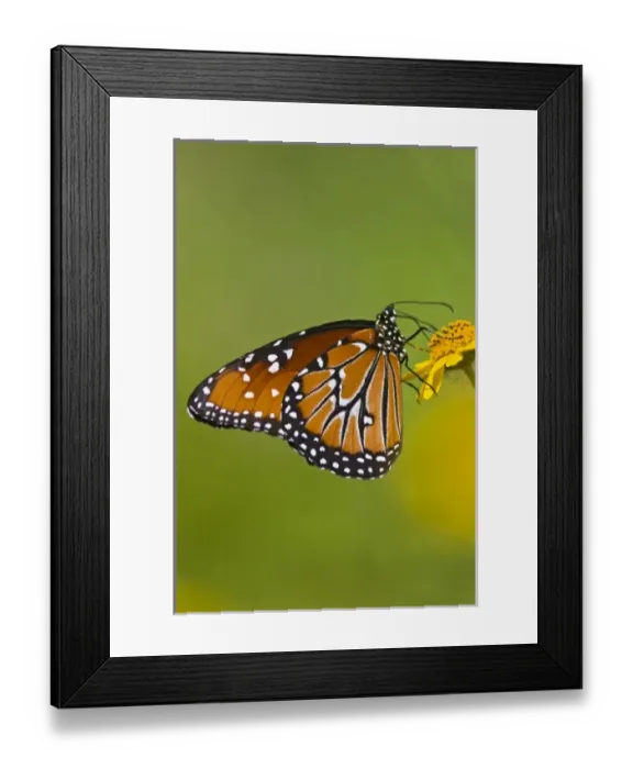 Framed Print : USA, North America, Texas Framed Print : USA, North America, Texas