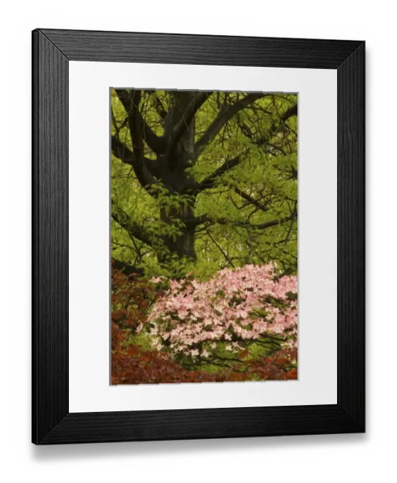 Framed Print : USA, North America, Virginia Framed Print : USA, North America, Virginia