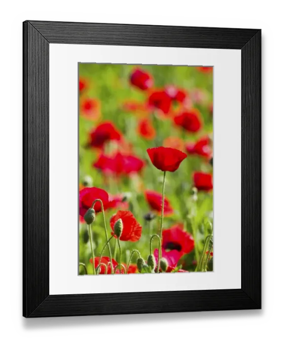 Framed Print : USA, North America, Oregon Framed Print : USA, North America, Oregon