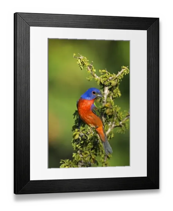 Framed Print : USA, North America, Texas Framed Print : USA, North America, Texas
