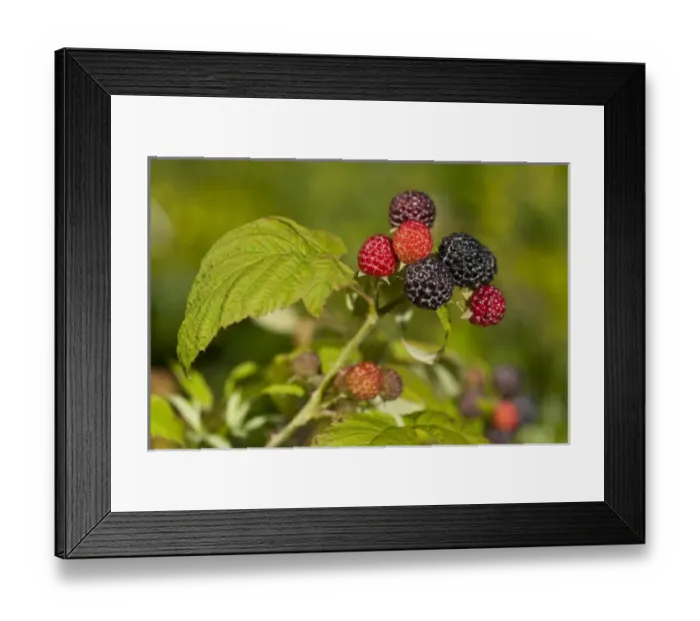 Framed Print : USA, North America, Oregon Framed Print : USA, North America, Oregon