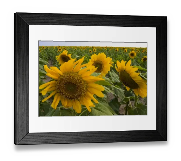 Framed Print : USA, North America, Texas Framed Print : USA, North America, Texas