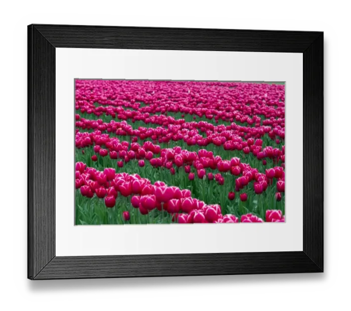 Framed Print : Show garden of spring-flowering tulip bulbs in Skagit Valley, Washington, USA Framed Print : Show garden of spring-flowering tulip bulbs in Skagit Valley, Washington, USA