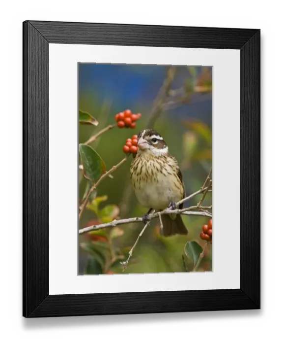 Framed Print : Unknown. Rose-breasted Grosbeak (Pheucticus ludovicianus) adult female