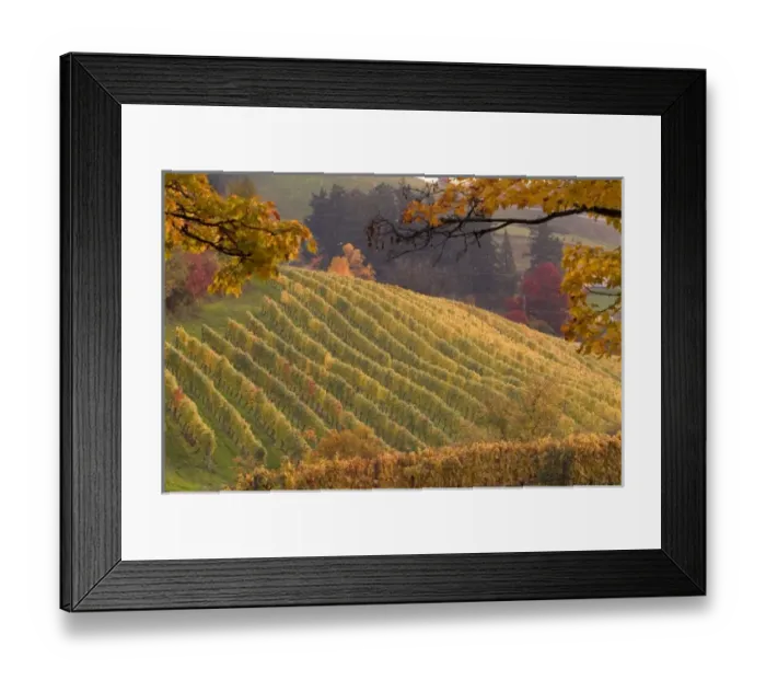 Framed Print : Fall colors over Chehalem vineyard near Newberg, ORegon, USA Framed Print : Fall colors over Chehalem vineyard near Newberg, ORegon, USA