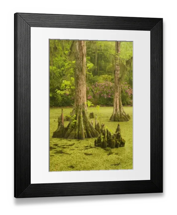 Framed Print : USA, North America, South Carolina Framed Print : USA, North America, South Carolina