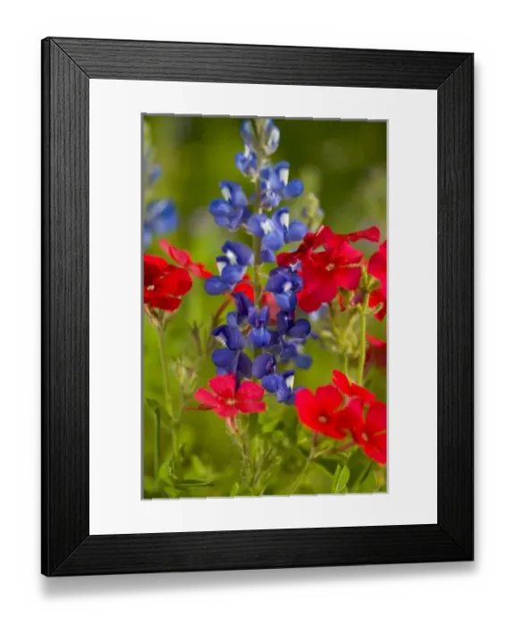 Framed Print : Phlox and Blue Bonnets, Texas Hill Country Framed Print : Phlox and Blue Bonnets, Texas Hill Country