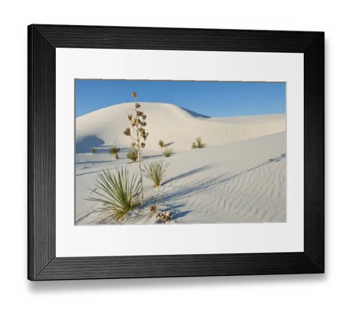 Framed Print : North America, USA, New Mexico, White Sands National Monument, Transverse Dunes, Yucca Framed Print : North America, USA, New Mexico, White Sands National Monument, Transverse Dunes, Yucca