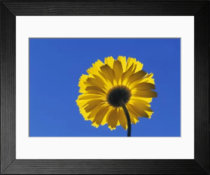 Framed Print : Desert Marigold, Baileya multiradiata, blossom, Big Bend National Park, Texas, USA Framed Print : Desert Marigold, Baileya multiradiata, blossom, Big Bend National Park, Texas, USA
