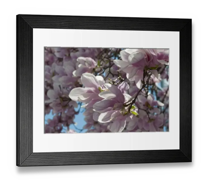 Framed Print : Magnolia blossoms in springtime against a blue sky