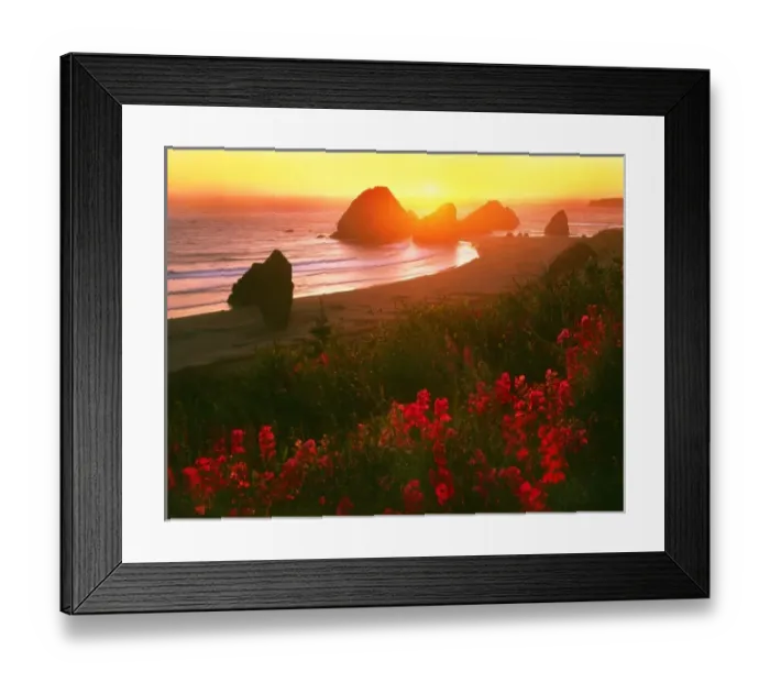 Framed Print : USA, Oregon, Curry County. Sweet pea blooms and shoreline illuminated at sunset Framed Print : USA, Oregon, Curry County. Sweet pea blooms and shoreline illuminated at sunset