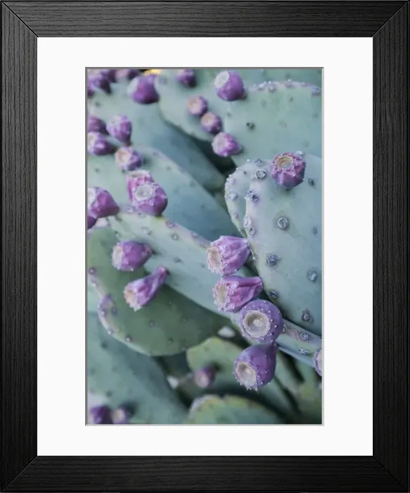 Framed Print : Mesilla, New Mexico, United States. Prickly pear cactus Framed Print : Mesilla, New Mexico, United States. Prickly pear cactus