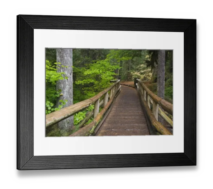 Framed Print : USA, Oregon, Willamette National Forest. Wooden foot bridge on the Sahalie Falls Trail Framed Print : USA, Oregon, Willamette National Forest. Wooden foot bridge on the Sahalie Falls Trail