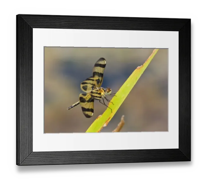 Framed Print : USA, North America, Texas Framed Print : USA, North America, Texas