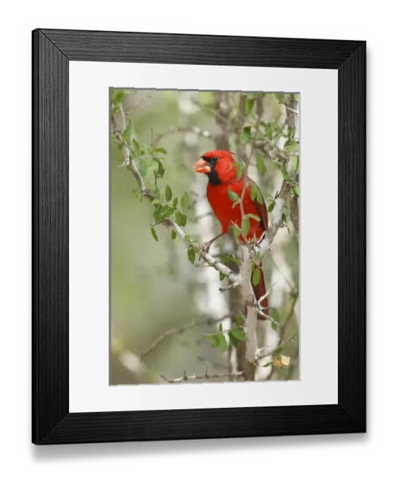 Framed Print : USA, North America, Texas