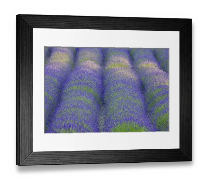 Framed Print : USA, Washington, Bainbridge Island. Close-up of lavender in garden Framed Print : USA, Washington, Bainbridge Island. Close-up of lavender in garden