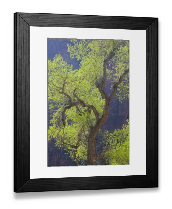 Framed Print : Utah, Zion National Park, vibrant spring foliage, on Cottonwood trees Framed Print : Utah, Zion National Park, vibrant spring foliage, on Cottonwood trees
