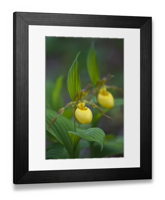 Framed Print : USA, North Carolina, Great Smoky Mountains National Park. Yellow ladys slipper flowers Framed Print : USA, North Carolina, Great Smoky Mountains National Park. Yellow ladys slipper flowers
