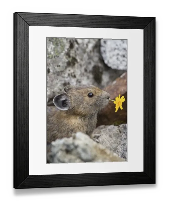 Framed Print : USA, North America, Washington Framed Print : USA, North America, Washington