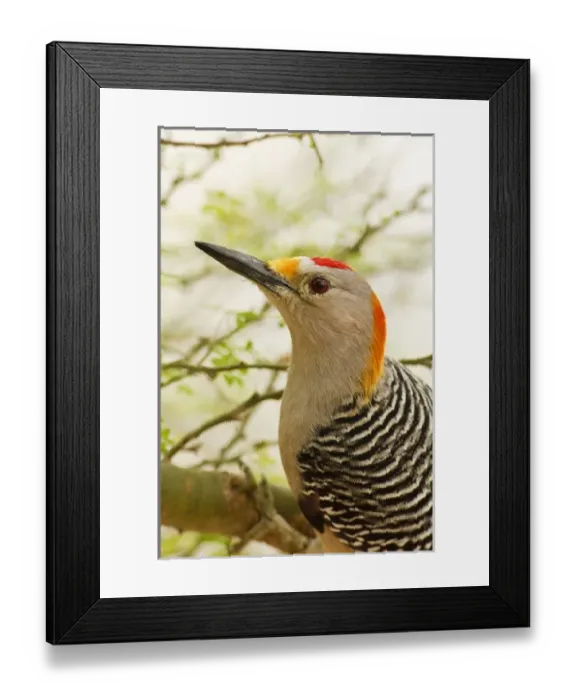 Framed Print : USA, North America, Texas