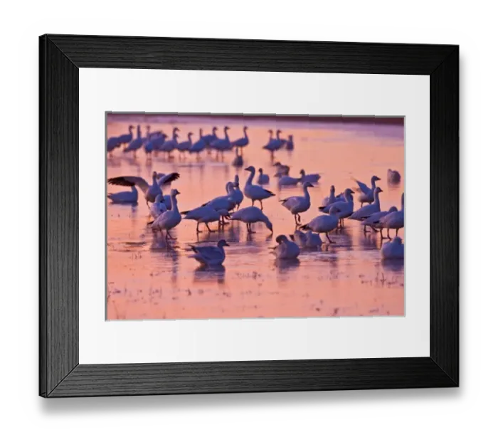 Framed Print : Snow Geese (Chen caerulescens) flock standing on ice in roost pond, Bosque del Apache