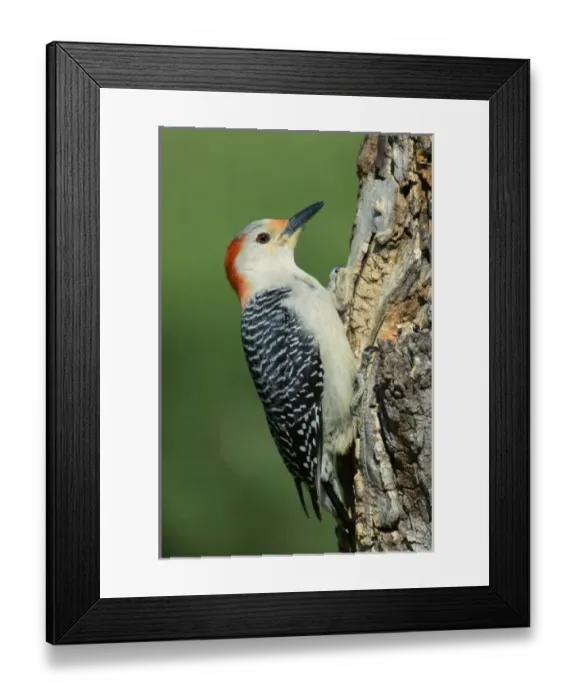 Framed Print : USA, Texas, Lipscomb. Portrait of male red-bellied woodpecker perched on stump Framed Print : USA, Texas, Lipscomb. Portrait of male red-bellied woodpecker perched on stump