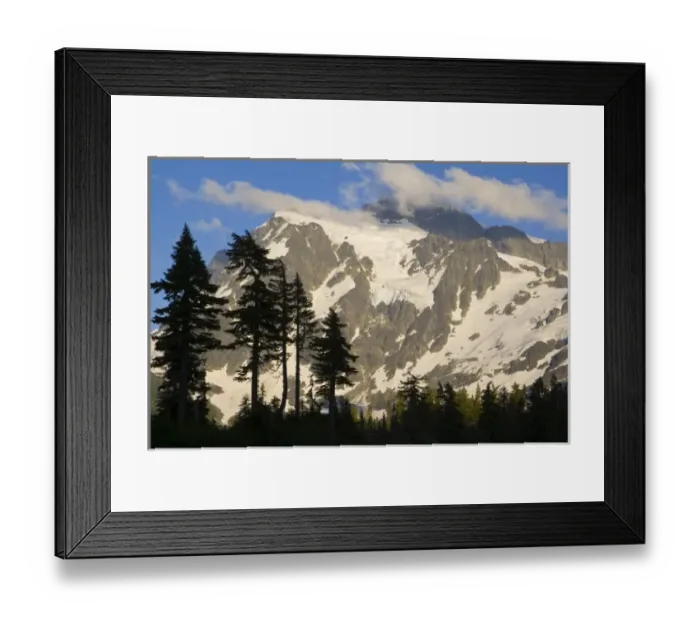 Framed Print : Pine trees silhouetted against Mtn Shuksan in the North Cascades of Washington Framed Print : Pine trees silhouetted against Mtn Shuksan in the North Cascades of Washington