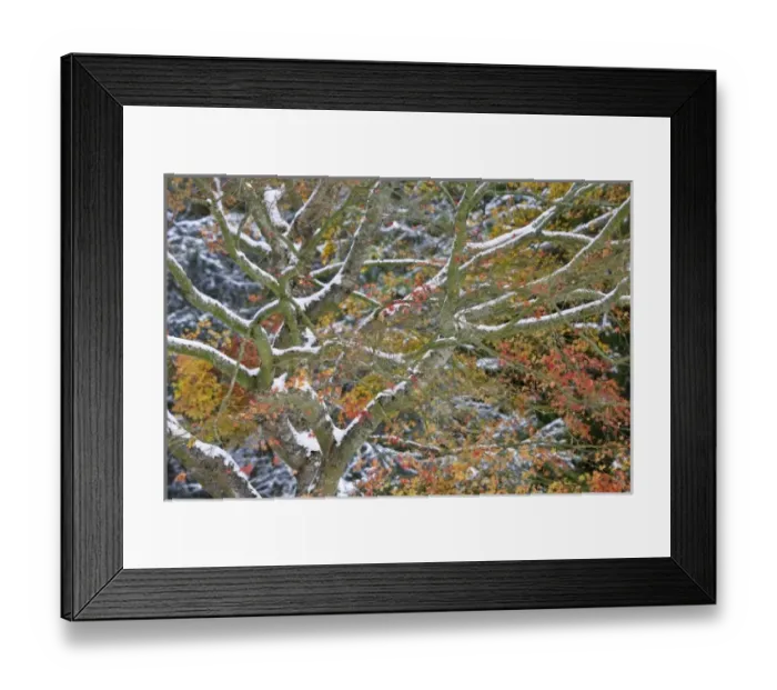 Framed Print : USA, Washington. Snow-covered maple tree in fall color Framed Print : USA, Washington. Snow-covered maple tree in fall color