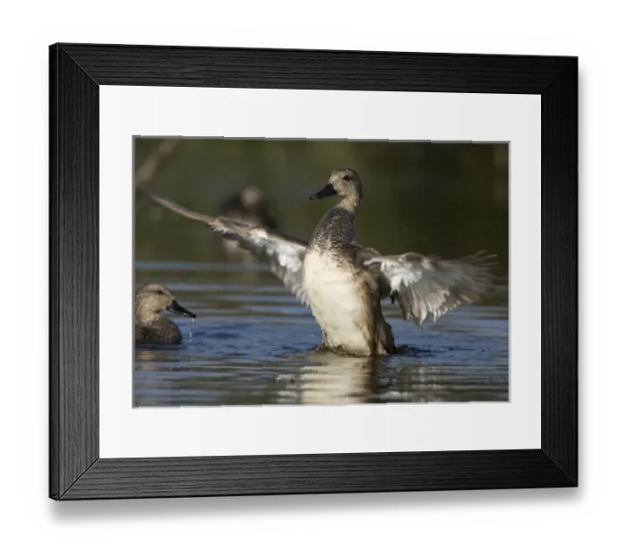 Framed Print : Female Gadwall bathing, Anas strepera, Welder flats, Texas Framed Print : Female Gadwall bathing, Anas strepera, Welder flats, Texas