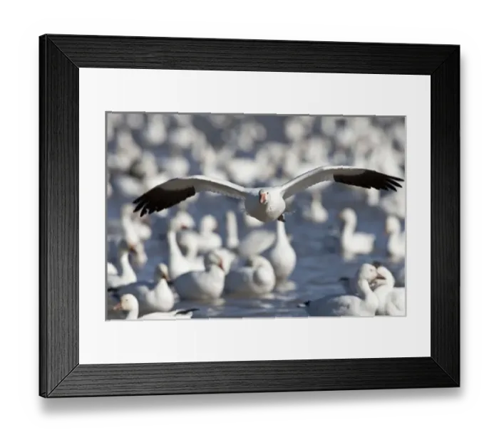 Framed Print : Bosque del Apache National Wildlife Refuge, New Mexico, a Snow Goose (Chen caerulescens) Framed Print : Bosque del Apache National Wildlife Refuge, New Mexico, a Snow Goose (Chen caerulescens)