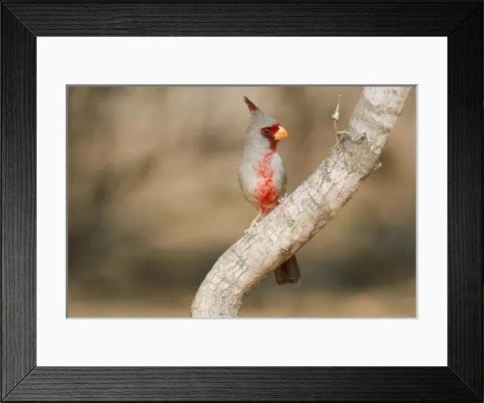 Framed Print : USA, North America, Texas