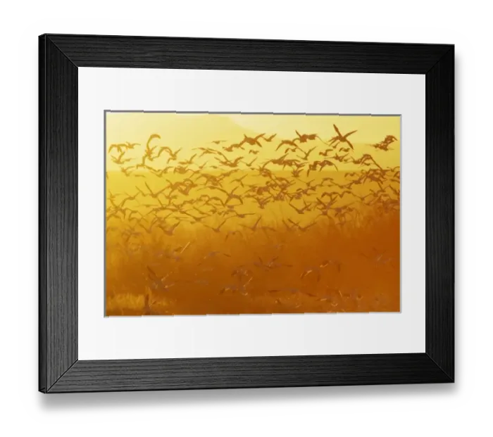 Framed Print : USA, New Mexico, Bosque del Apache National Wildlife Refuge. Snow geese taking flight Framed Print : USA, New Mexico, Bosque del Apache National Wildlife Refuge. Snow geese taking flight