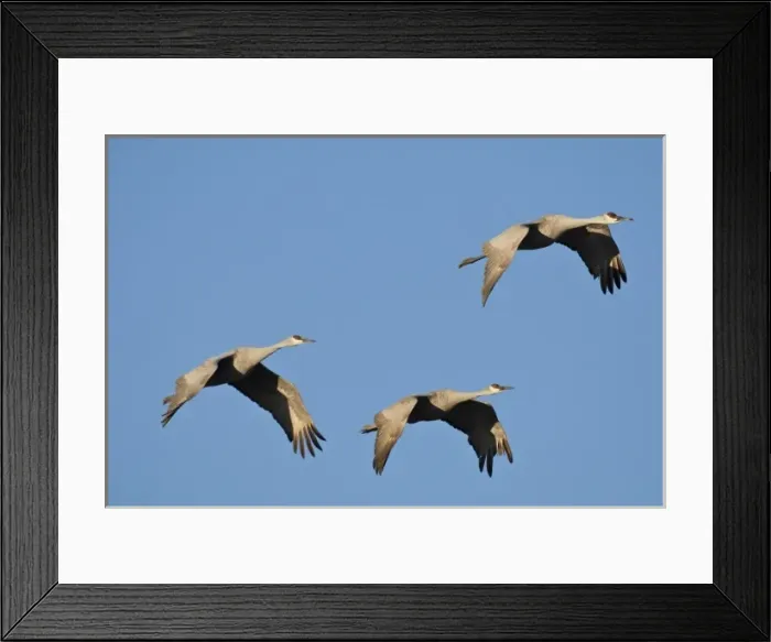 Framed Print : Bosque del Apache National Wildlife Refuge, New Mexico. Sandhill Cranes (Chen caerulescens)