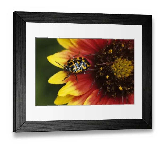 Framed Print : Harlequin Bug, Murgantia histrionica, adult on Indian Blanket (Gaillardia pulchella) Framed Print : Harlequin Bug, Murgantia histrionica, adult on Indian Blanket (Gaillardia pulchella)