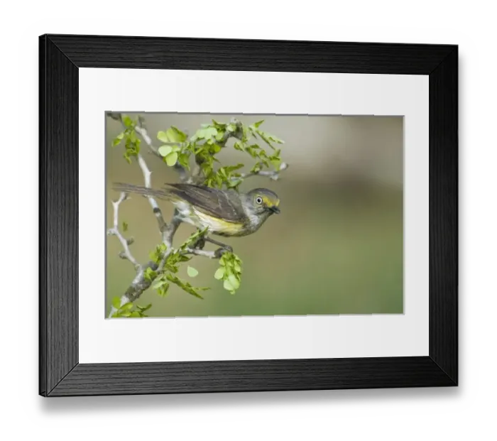 Framed Print : USA, North America, Texas Framed Print : USA, North America, Texas