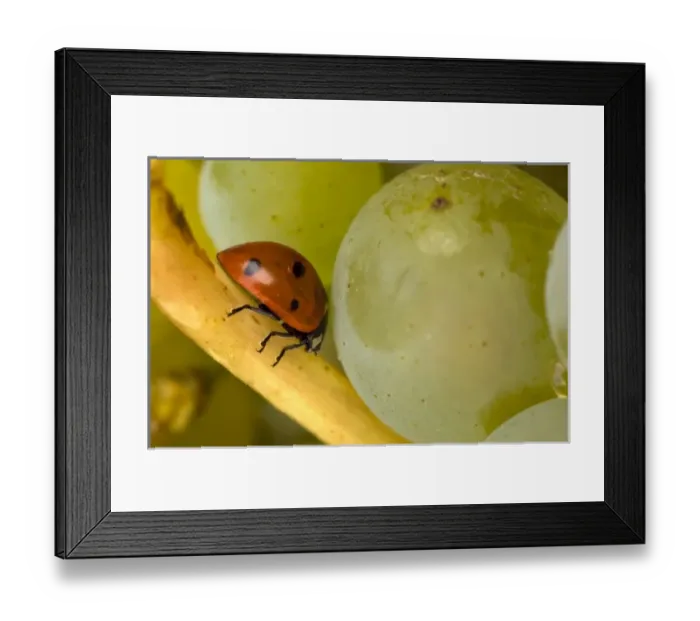 Framed Print : USA, North America, Oregon Framed Print : USA, North America, Oregon