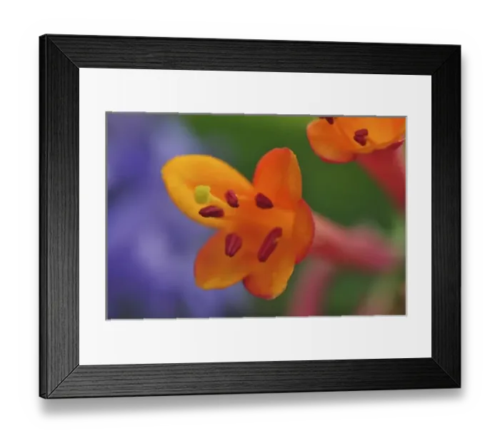 Framed Print : USA, Oregon, Portland. Coral honeysuckle flowers close-up