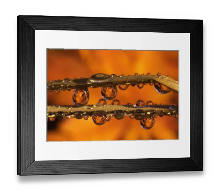 Framed Print : USA, Oregon, Close-up of dewdrops reflecting Japanese maple leaves on blades of grass Framed Print : USA, Oregon, Close-up of dewdrops reflecting Japanese maple leaves on blades of grass