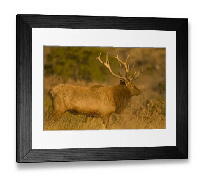 Framed Print : A large bull desert elk (Cervus elaphus) raw faced from feeding on prickly cactus Framed Print : A large bull desert elk (Cervus elaphus) raw faced from feeding on prickly cactus
