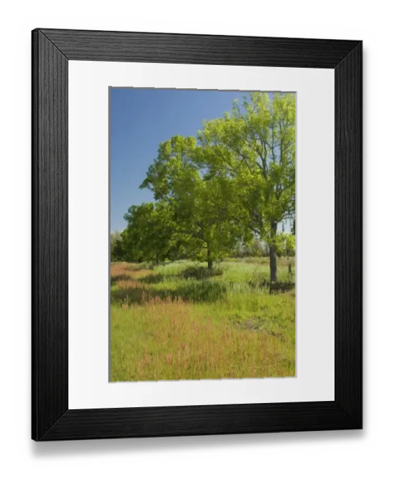 Framed Print : USA, North America, South Carolina Framed Print : USA, North America, South Carolina