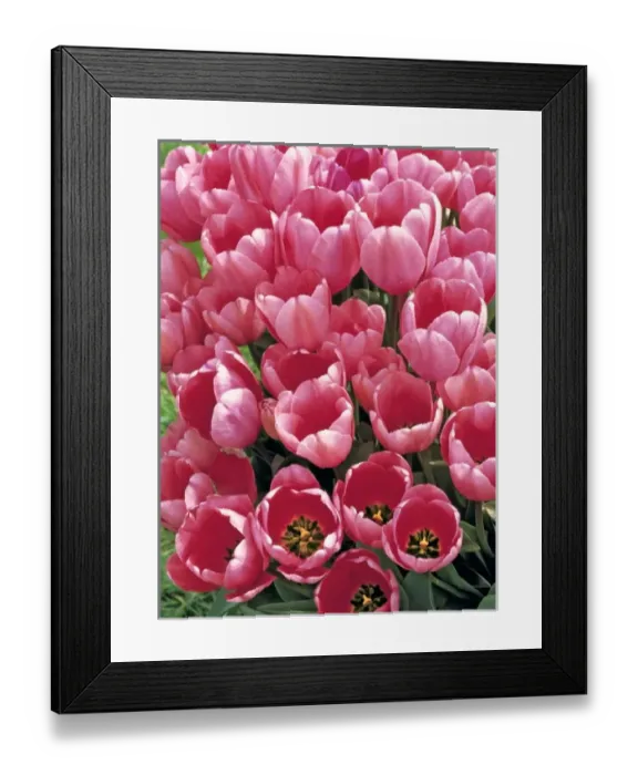 Framed Print : USA, Oregon, Willamette Valley. Delicate pink tulips stand at attention in the Willamette Valley