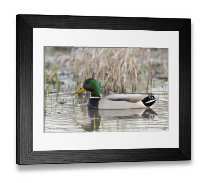 Framed Print : USA, North America, Oregon Framed Print : USA, North America, Oregon