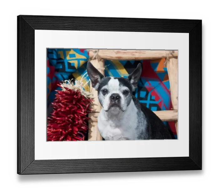 Framed Print : A Boston Terrier sitting in a Southwest background